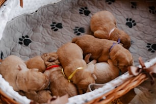 Un grupo de cachorros durmiendo en una canasta