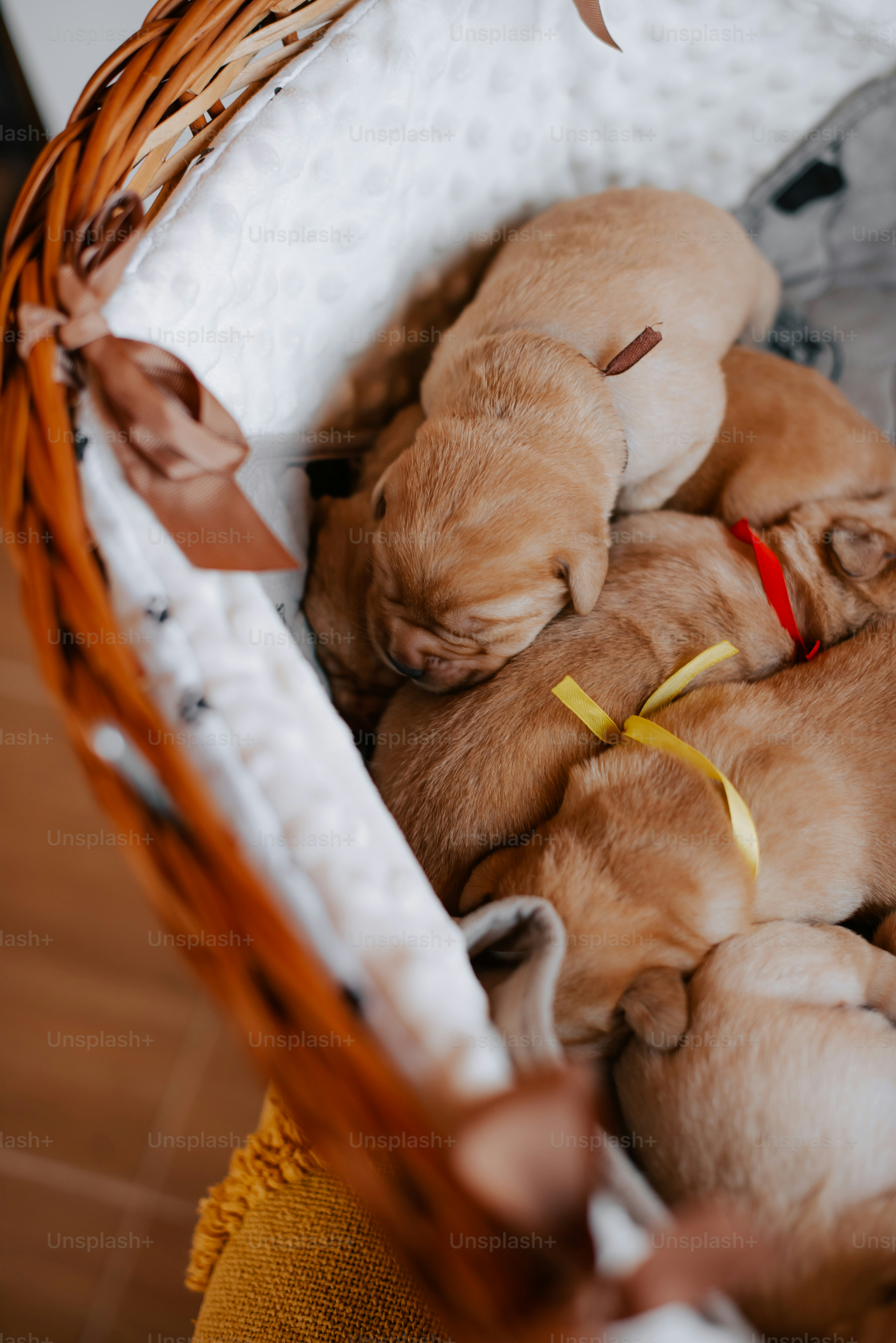Un gruppo di cuccioli che dormono in una cesta foto – Immagine di Cane su  Unsplash, image size:3000x4494