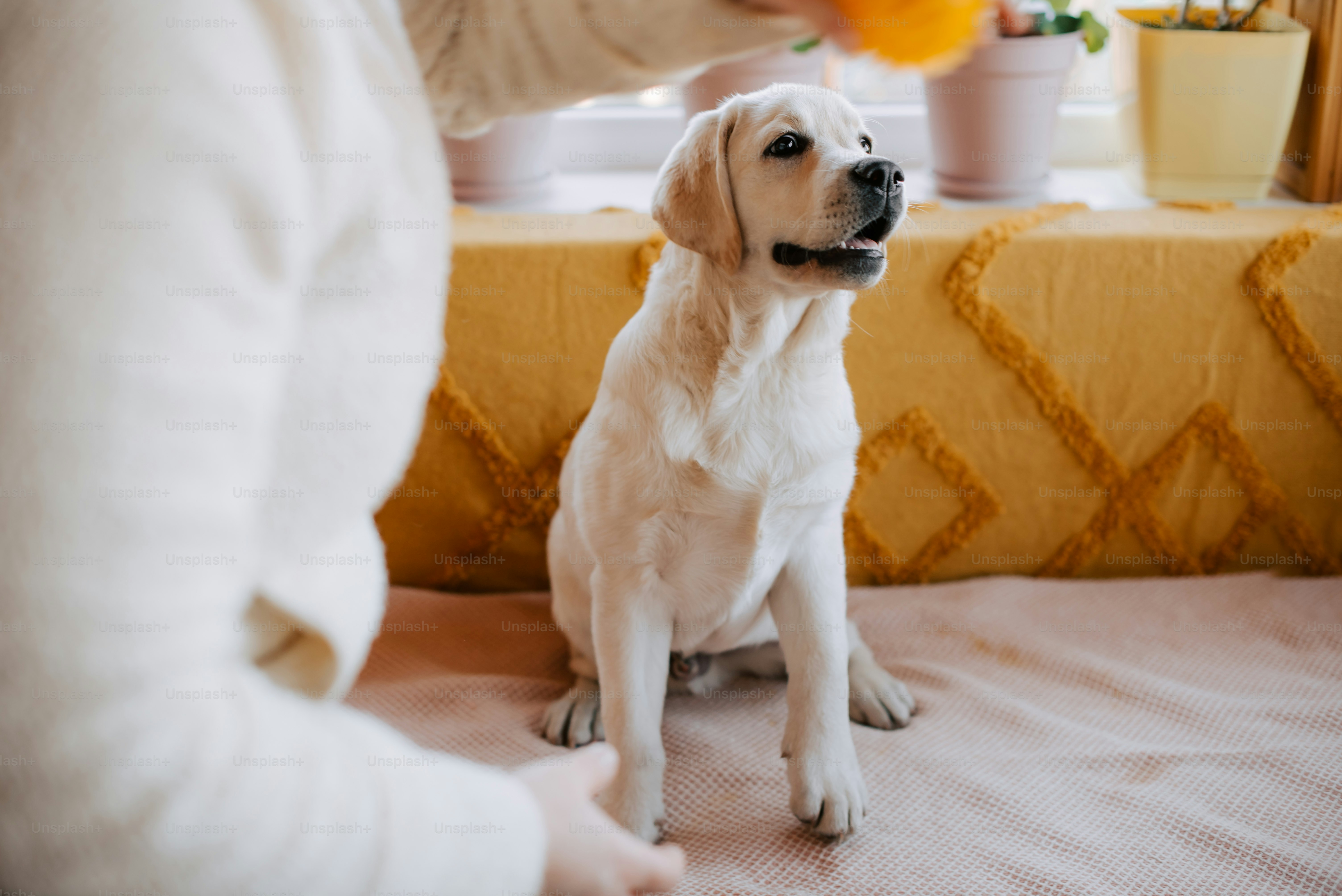 a white dog sitting on top of a bed next to a person