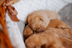 a group of puppies sleeping in a basket