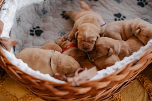 Un grupo de cachorros durmiendo en una canasta