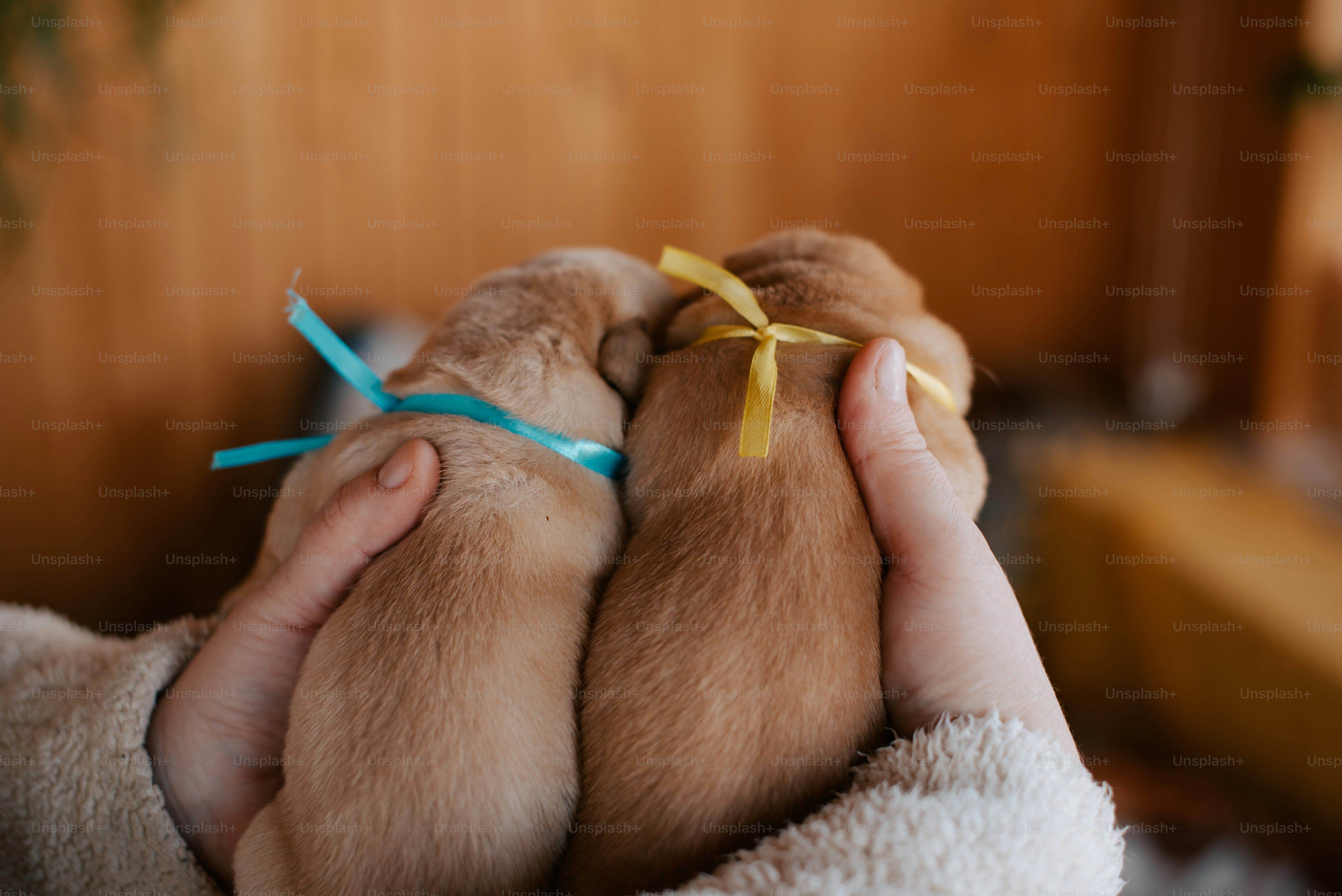 Is there anything more emotive and endearing than images of puppies? No? Well, how about flawless, HD images of puppies taken by passionate professional photographers? Unsplash has over 900 puppy images to choose from. Beware of cuteness overload.