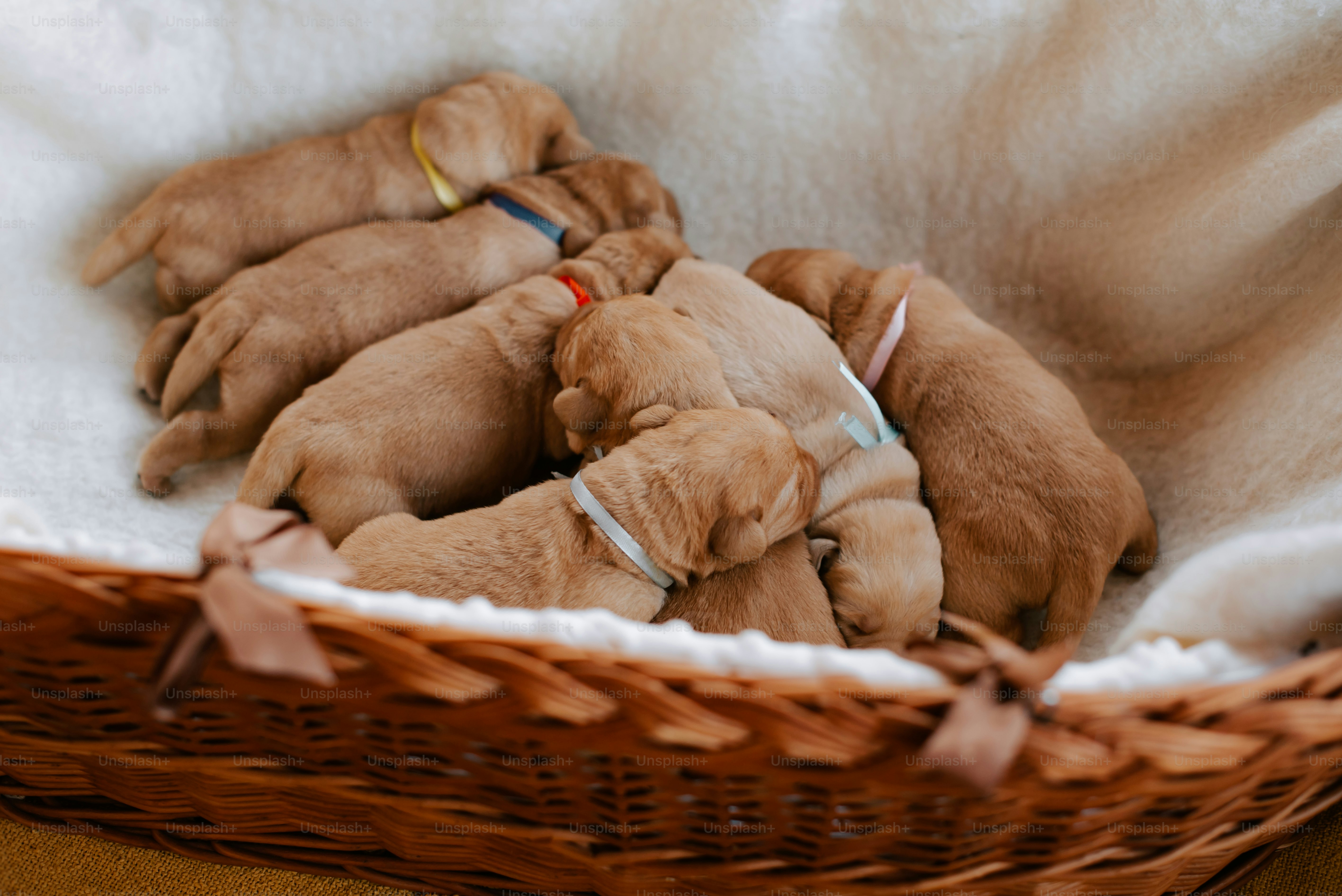 a group of puppies sleeping in a basket