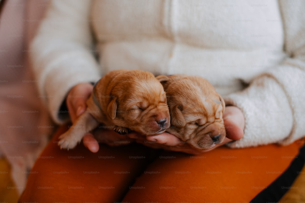 a person holding two puppies in their hands
