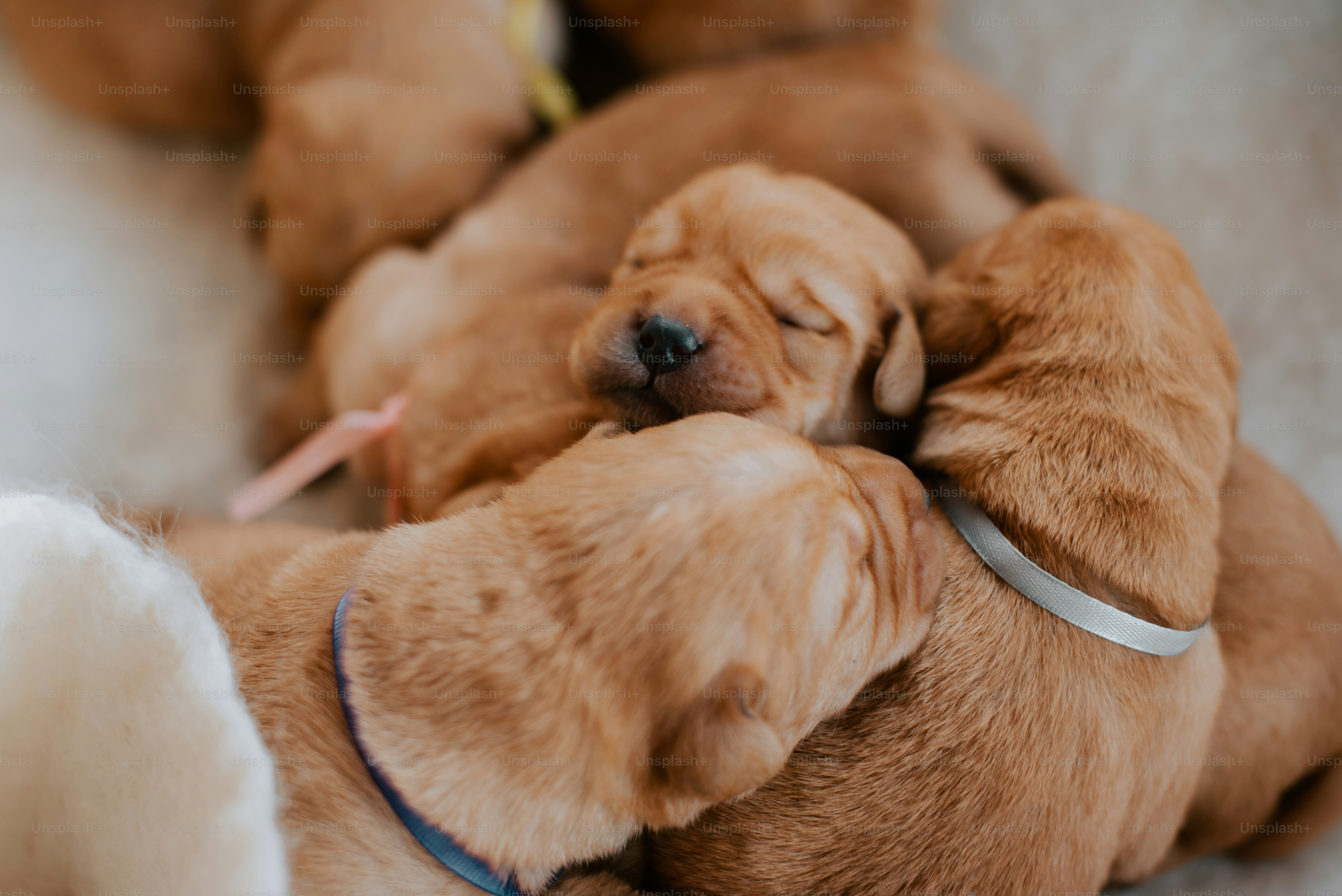A group of puppies laying on top of each other photo – Golden retriever ...