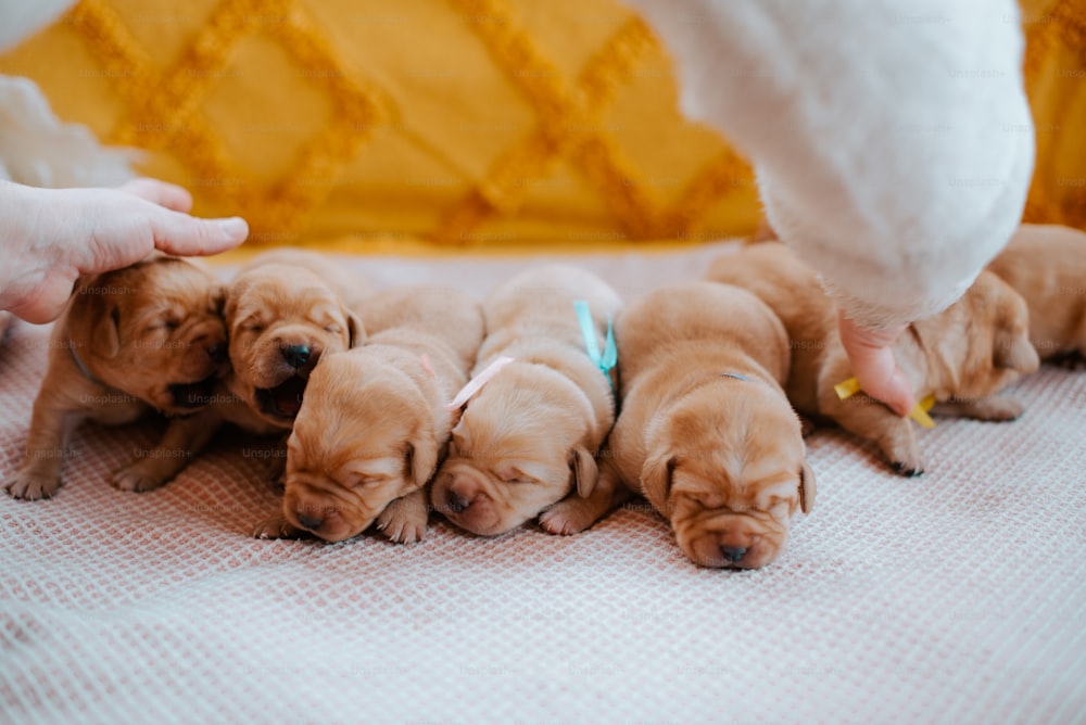 un gruppo di cuccioli sdraiati sopra un letto