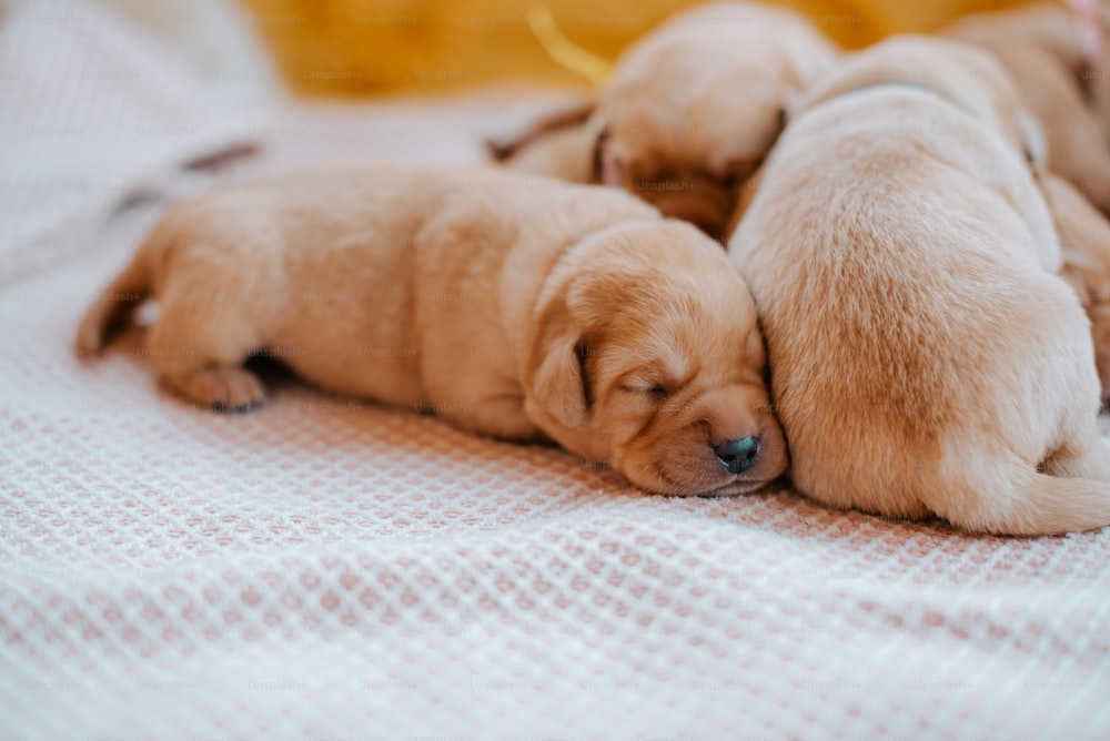 un gruppo di cuccioli sdraiati sopra un letto