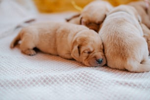 a group of puppies laying on top of a bed