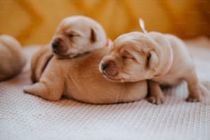 Un par de cachorros acostados encima de una cama