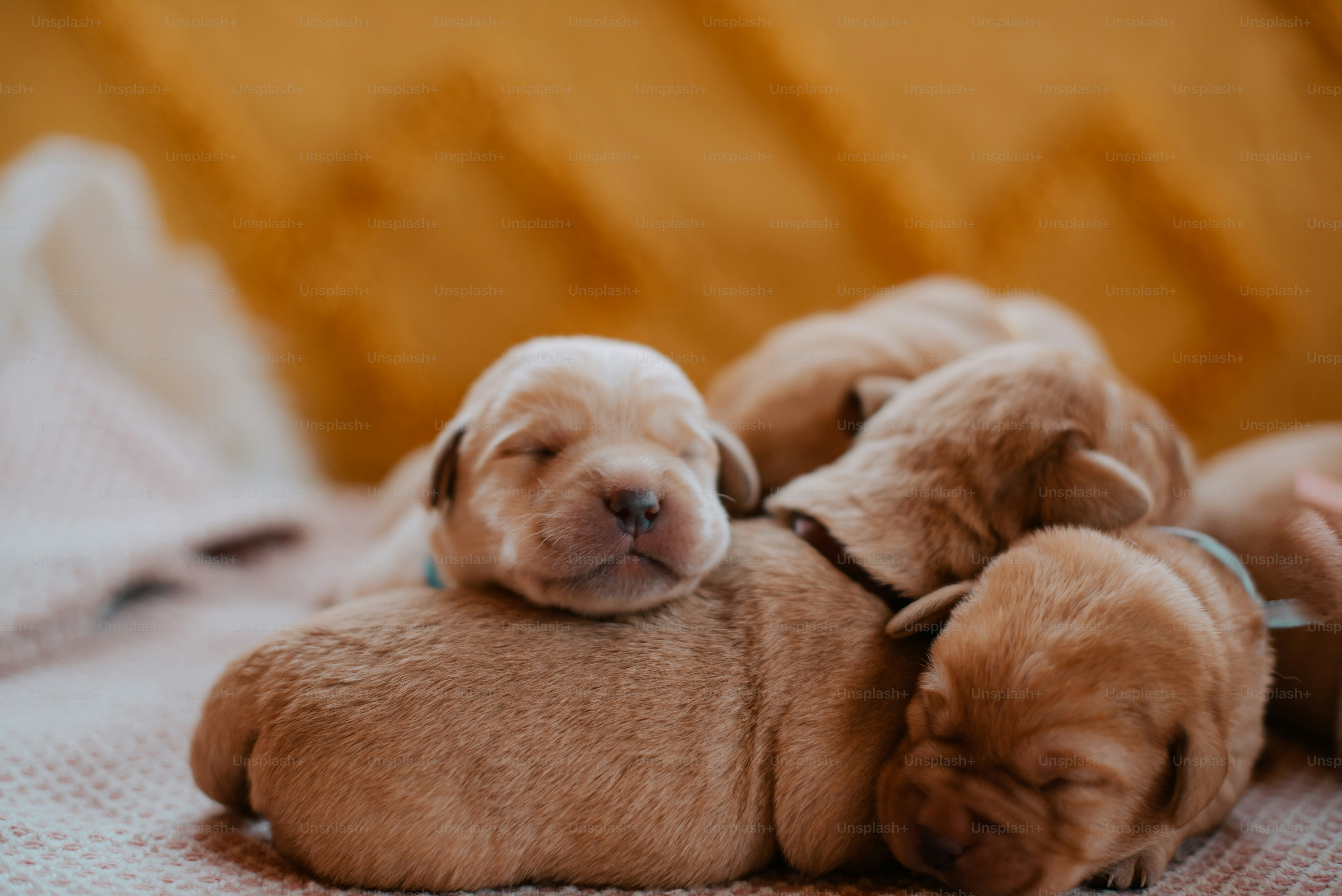 Un grupo de cachorros acostados uno encima del otro foto – Imagen de Animal  en Unsplash, image size:3000x2003