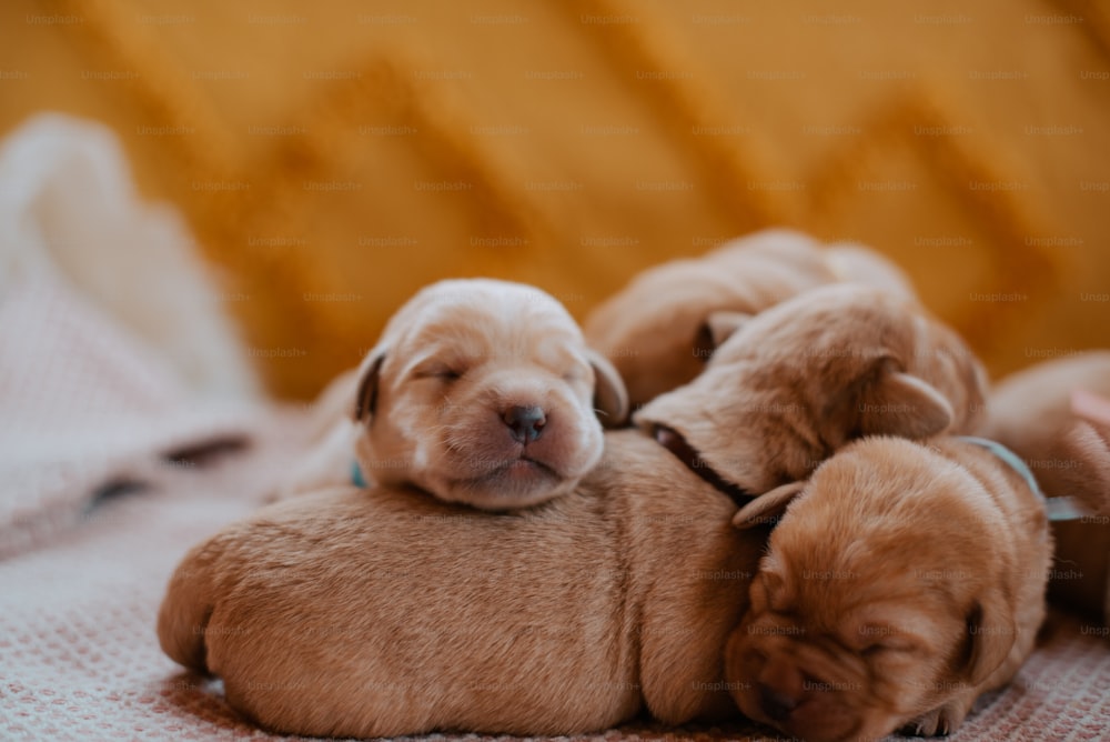 a group of puppies laying on top of each other
