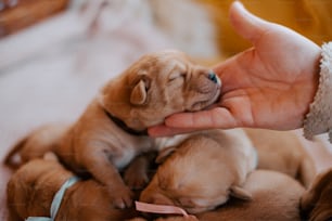 a person holding a small puppy in their hand