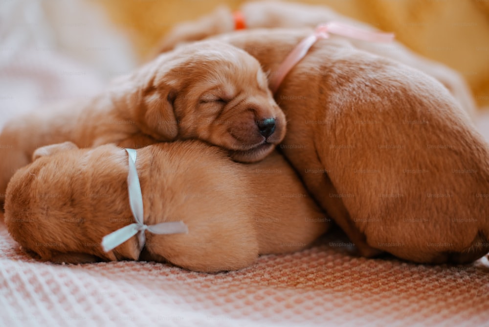 two puppies cuddling together on a bed
