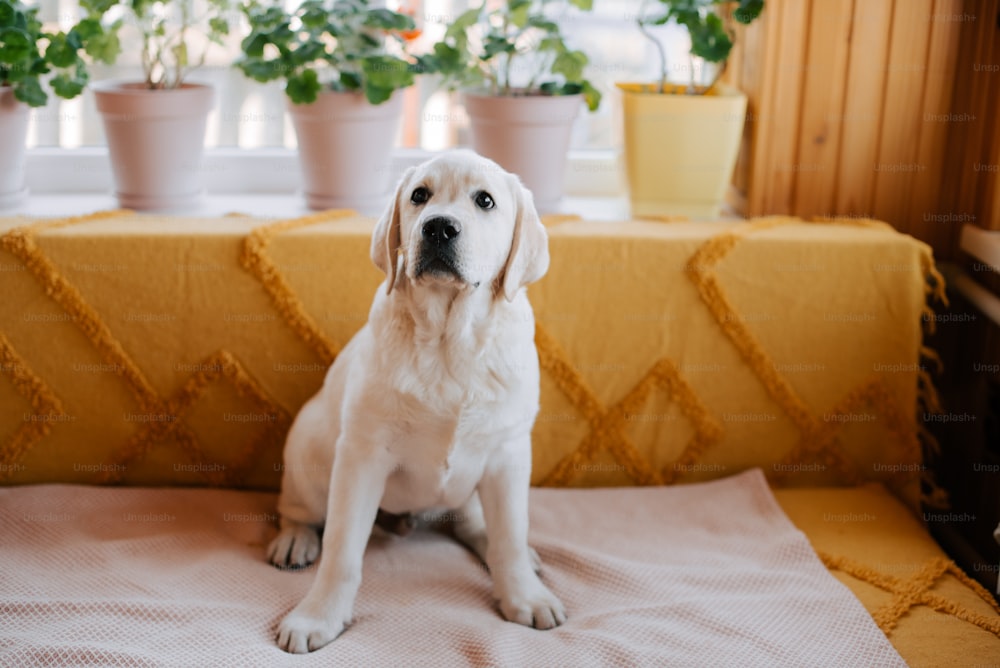 a white dog sitting on top of a bed next to potted plants
