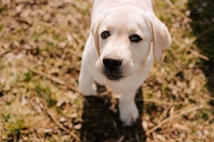 ein weißer Hund, der auf einem grasbewachsenen Feld steht