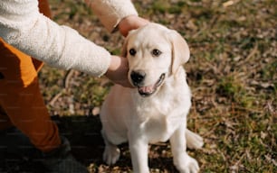 a person petting a white dog on the grass