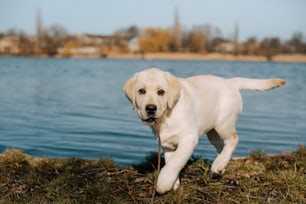 a white dog running near a body of water