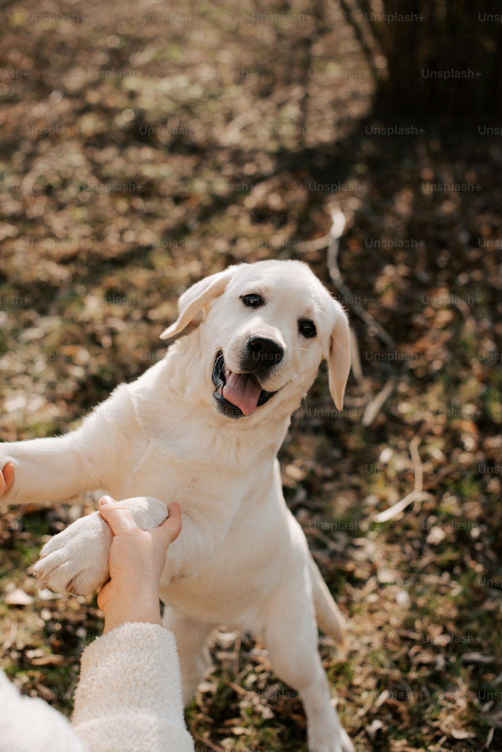 a woman holding a white dog in her arms