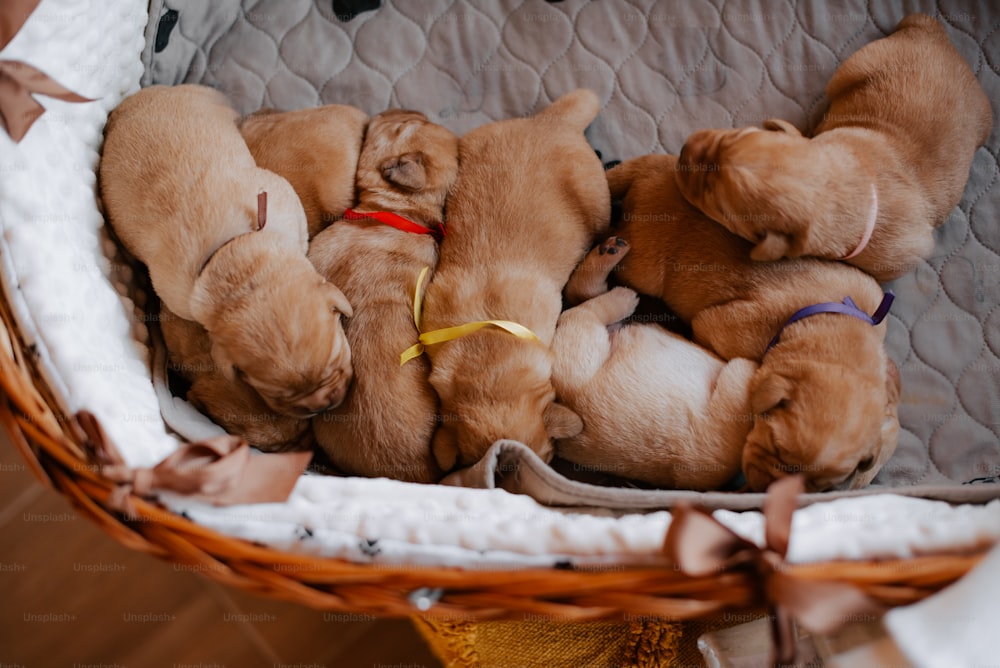a group of puppies are huddled together in a basket