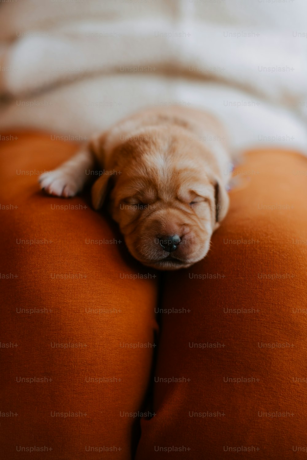 a puppy sleeping on top of a couch