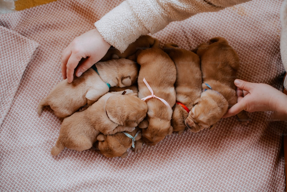 a person holding a bunch of puppies in their hands