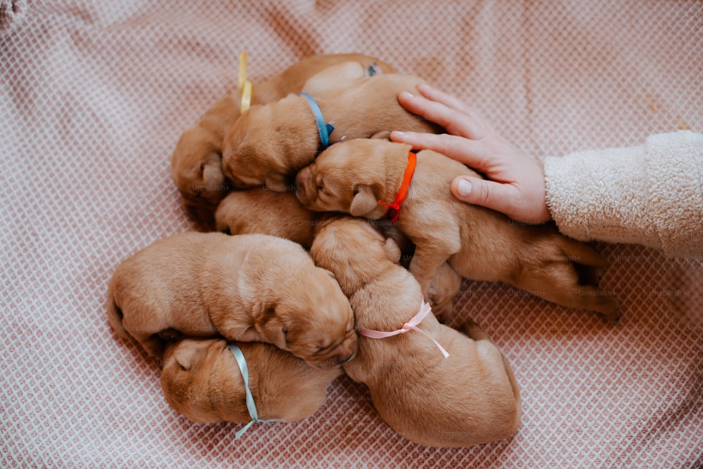 a bunch of puppies are being held by a person