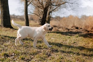 Un chien blanc marche dans l’herbe