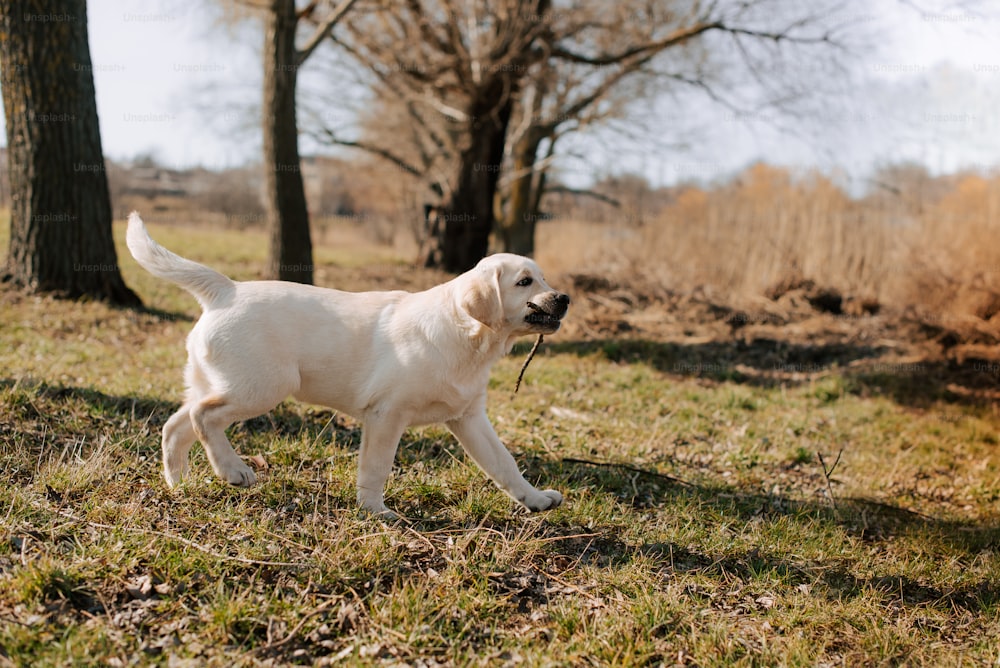 a white dog is walking in the grass