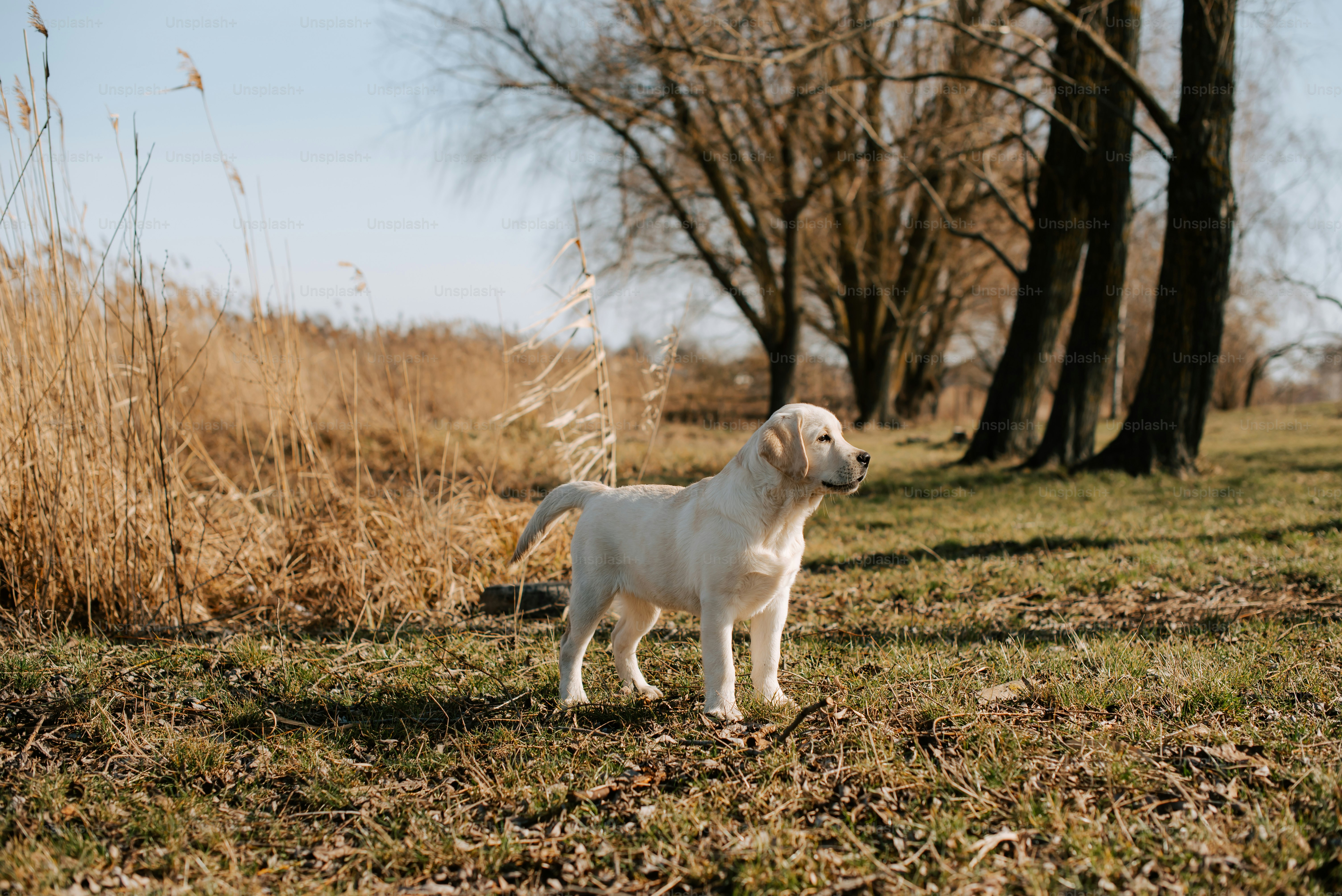 a white dog standing in a field next to trees