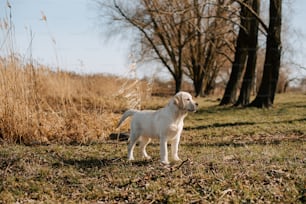 a white dog standing in a field next to trees