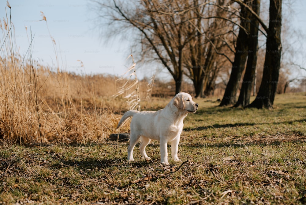 a white dog standing in a field next to trees