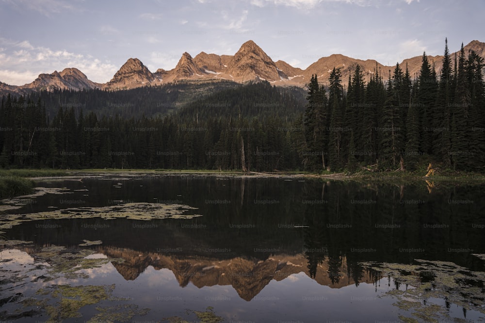 Un lago rodeado de pinos y montañas