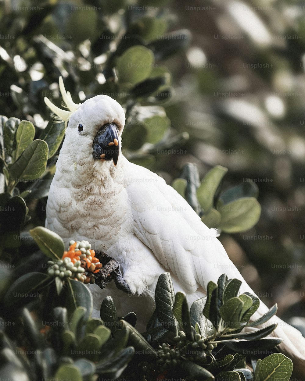 un uccello bianco appollaiato in cima a un albero
