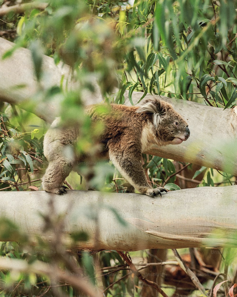 um pequeno coala subindo em um galho de árvore