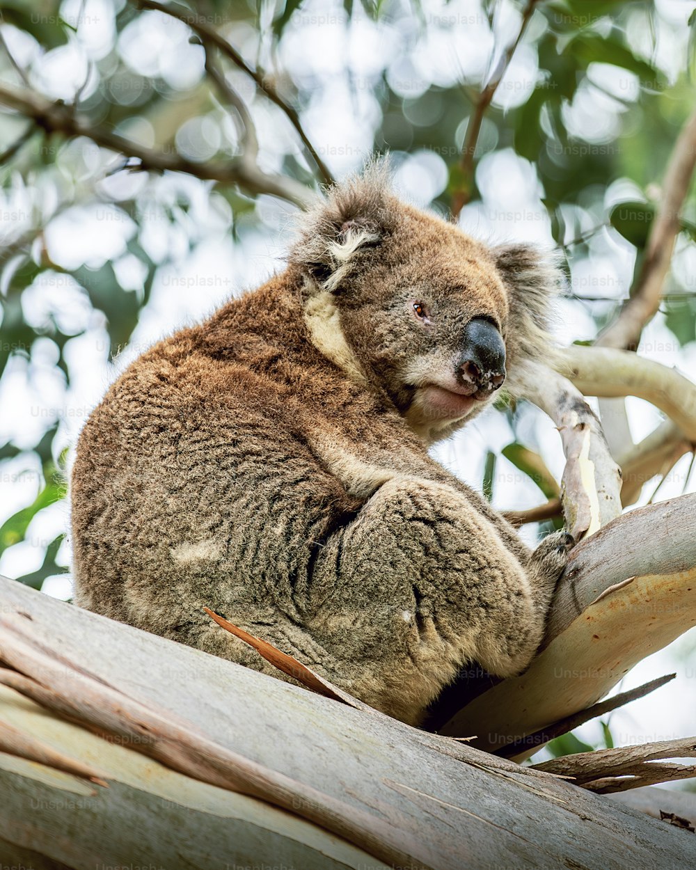 un koala assis au sommet d’une branche d’arbre