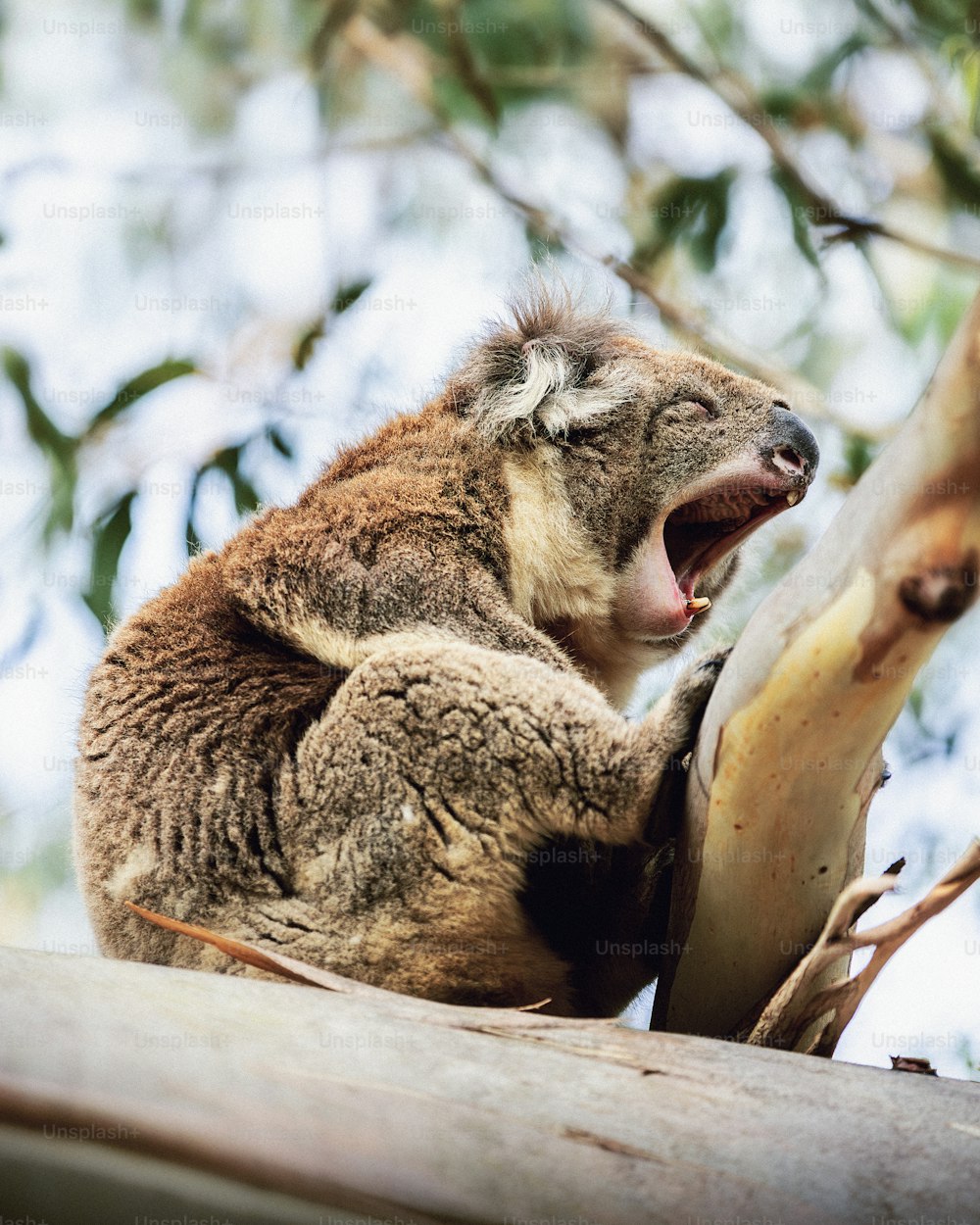 a koala yawning while sitting on a tree branch