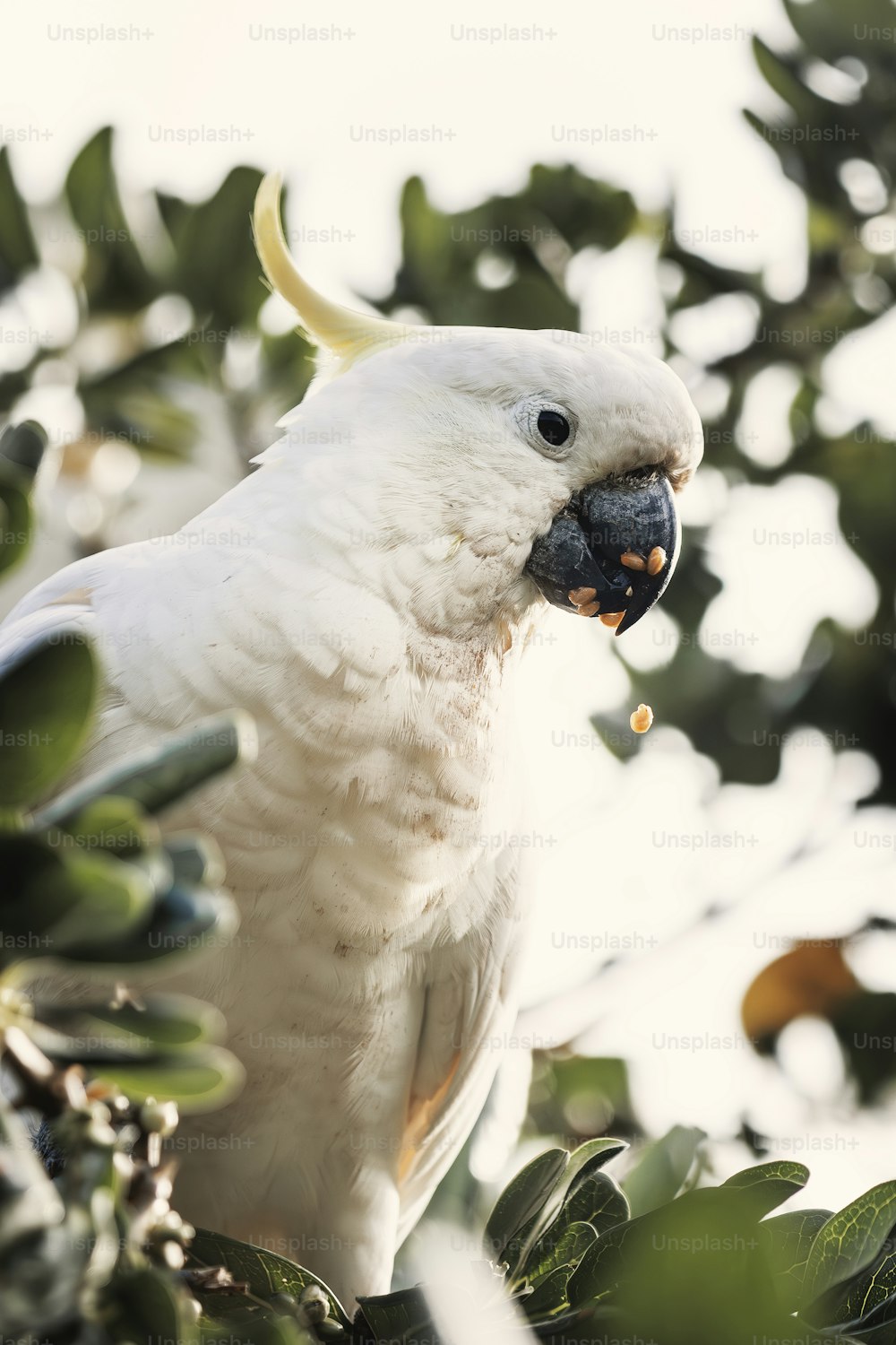 um papagaio branco sentado em cima de uma árvore