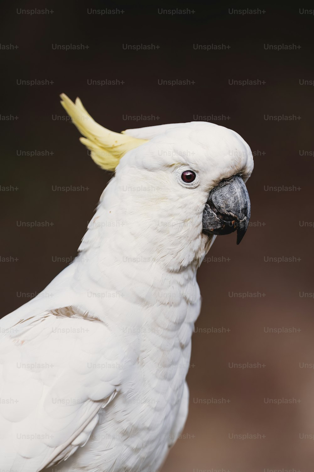 a close up of a white parrot with a yellow beak