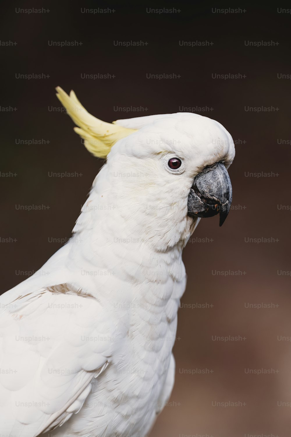 Un primer plano de un loro blanco con un pico amarillo