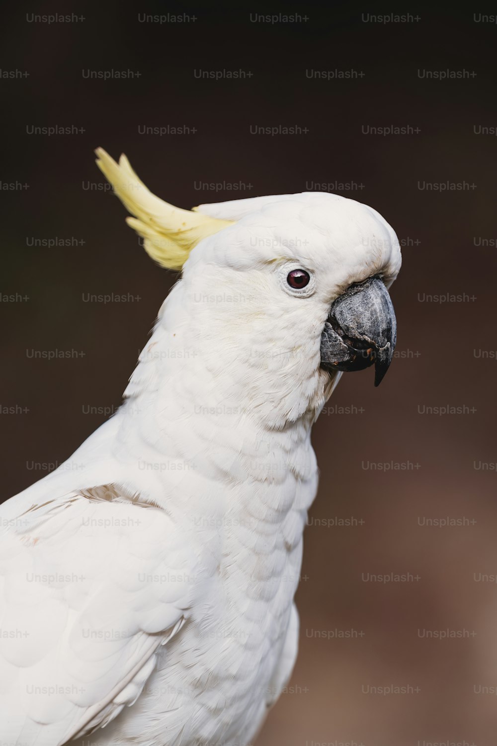 a close up of a white parrot with a yellow beak