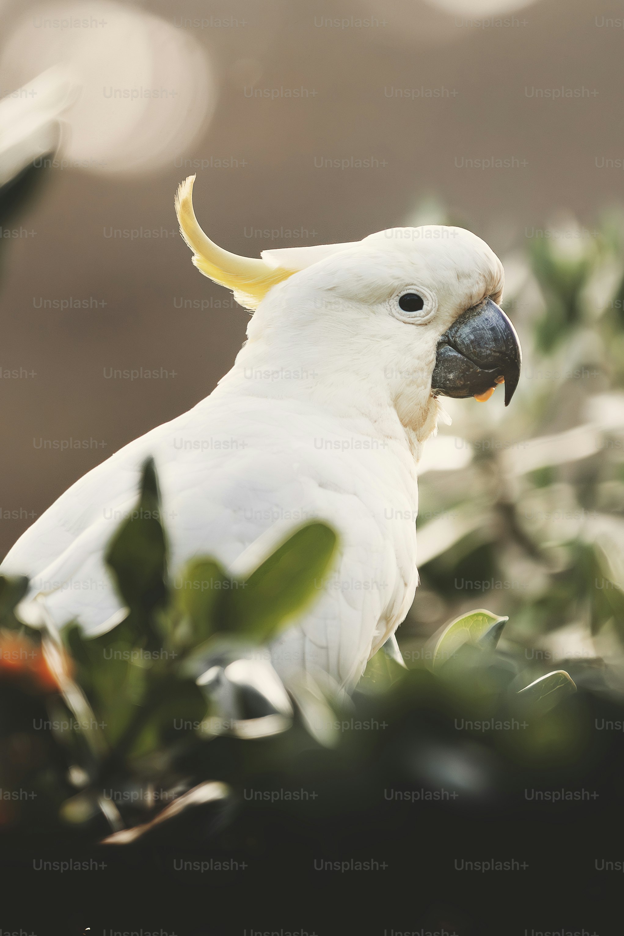a white bird with a yellow beak sitting in a tree