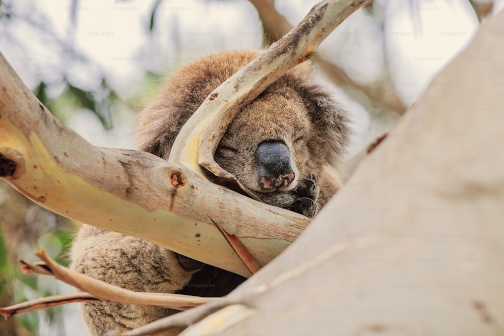 Un koala sentado en un árbol con la boca abierta
