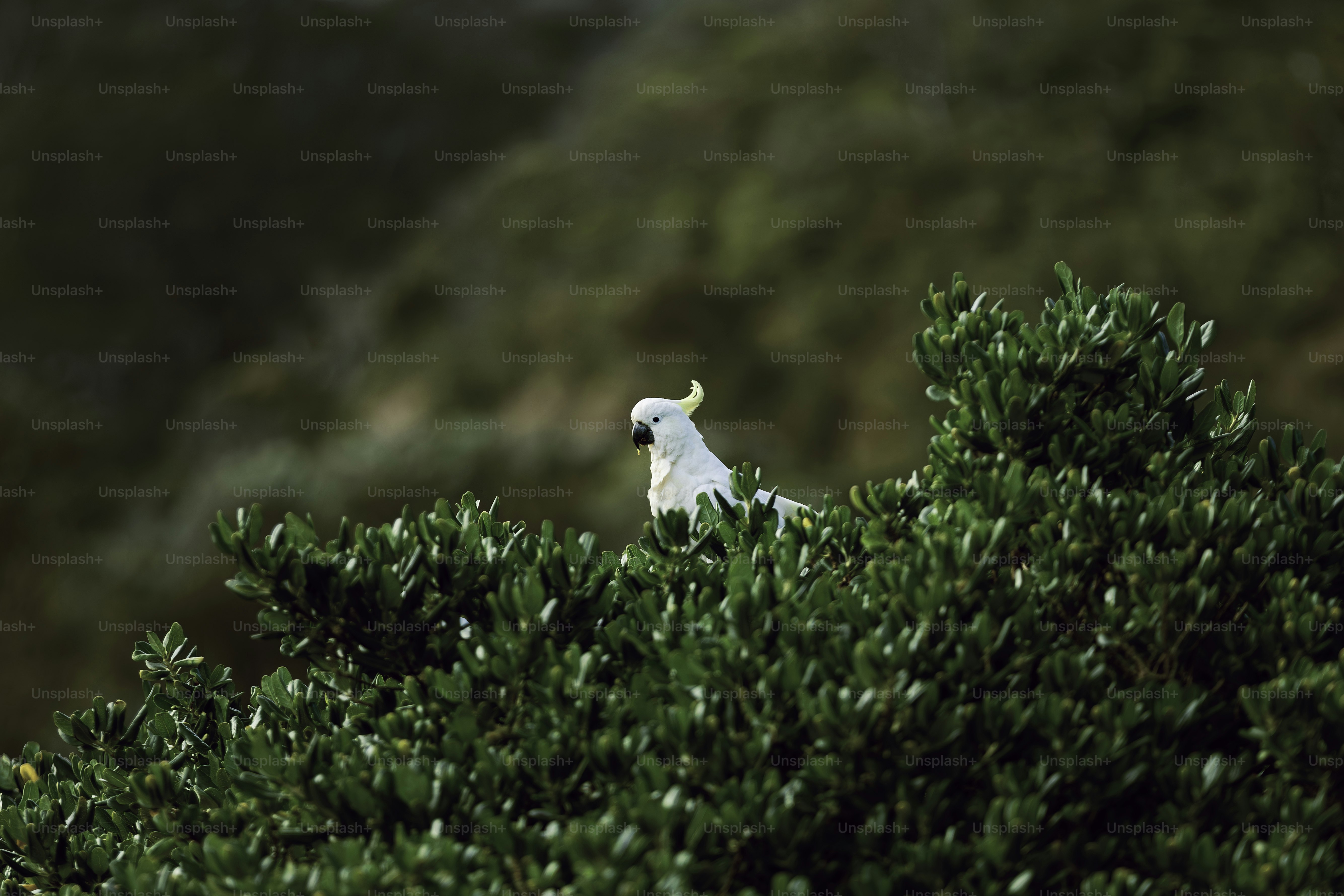 un uccello bianco appollaiato in cima a un albero verde