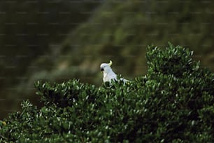 un oiseau blanc perché au sommet d’un arbre vert