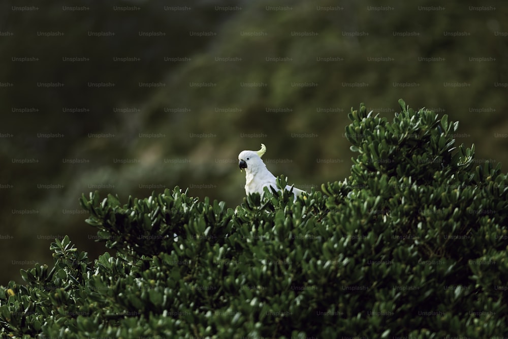 a white bird perched on top of a green tree