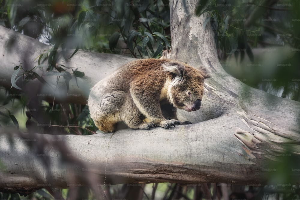 a koala sitting on top of a tree branch