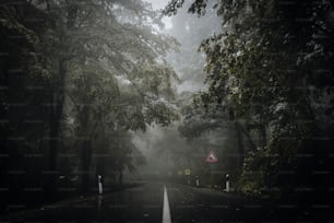 una strada nebbiosa in mezzo a una foresta