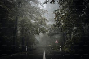 a foggy road in the middle of a forest