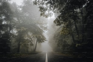 Une route brumeuse au milieu d’une forêt
