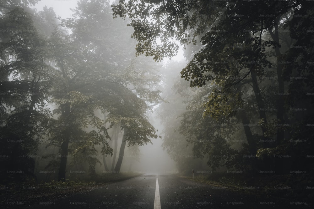 a foggy road in the middle of a forest